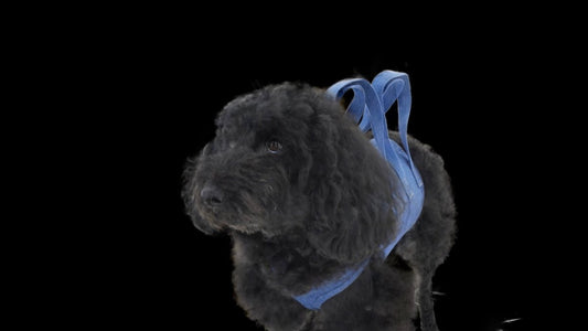 ペットの3Dスキャンを動画で楽しむ!フォトリアル3D動画サービス近日開始! - PINSTUDIO Pet & Photo