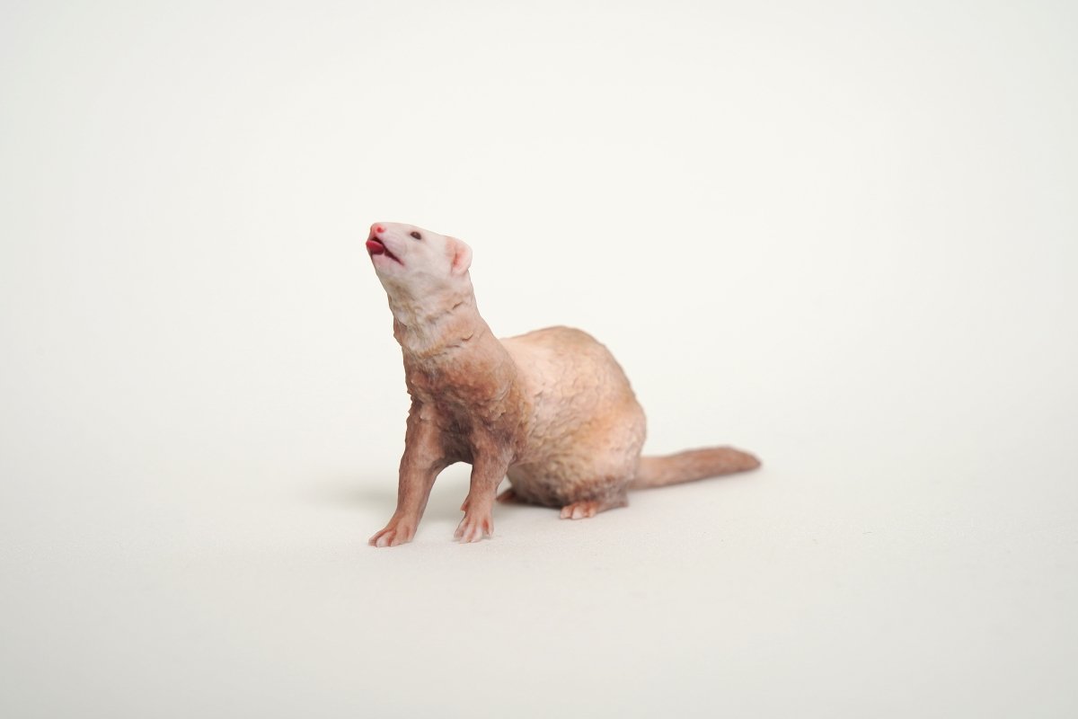 Ferret（フェレット） – PINSTUDIO Pet & Photo