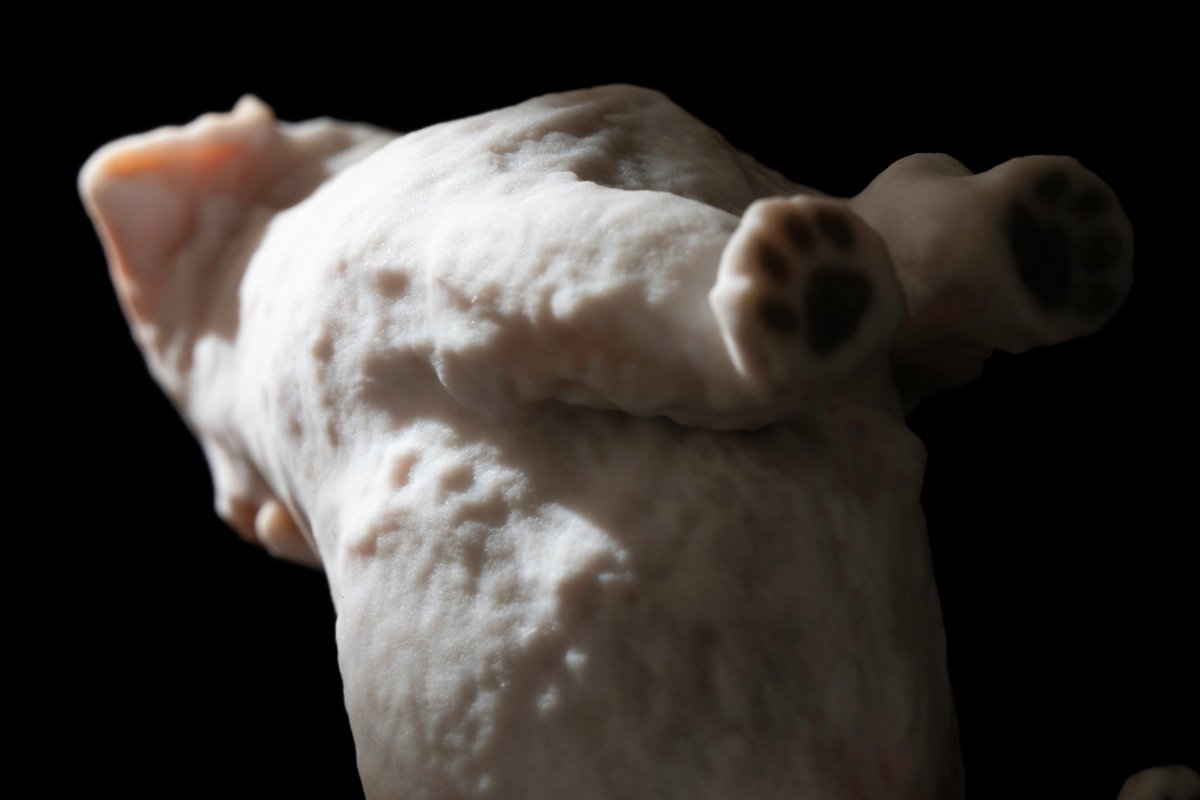 【期間限定】ムーチョ 3Dフィギュア(7cm)|あの“長すぎる舌”も完全再現!Bombori限定アートパッケージ仕様 - PINSTUDIO Pet & Photo