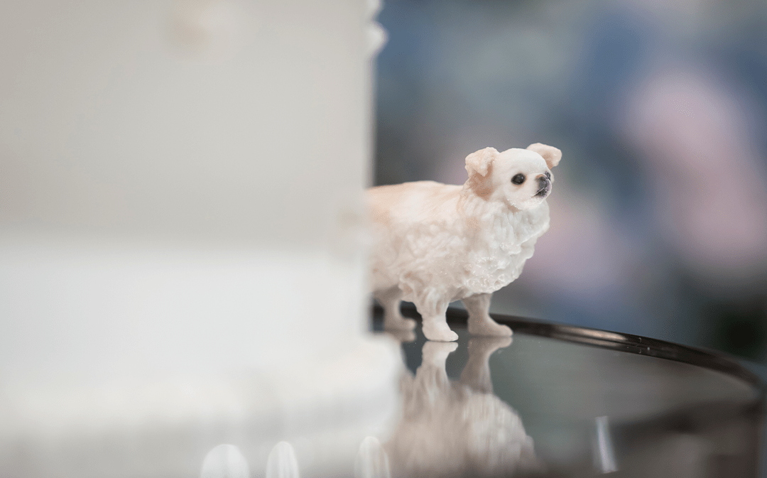 Pet & 3D ペットの3Dスキャン (東中野) - PINSTUDIO Pet & Photo