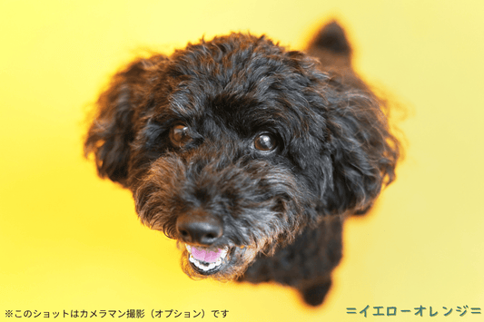 【10/3・10/4】背景が3色から選べるようになりました_ペットと一緒に、「セルフ写真撮影」 - PINSTUDIO