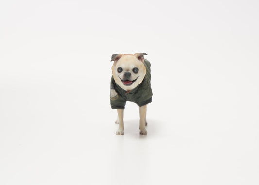 Chihuahua Bulldog - PINSTUDIO Pet & Photo
