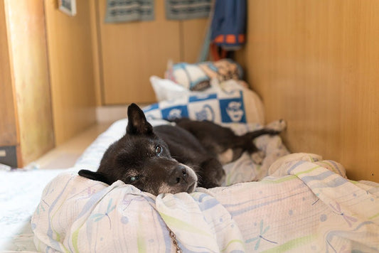 犬用介護ハーネスの選び方･おすすめ～素材・形状・機能 - PINSTUDIO