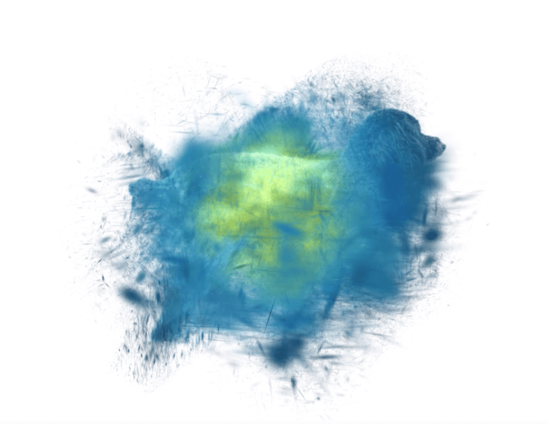 今までにない臨場感！“動く写真”で愛犬との瞬間をもっとリアルに - PINSTUDIO Pet & Photo