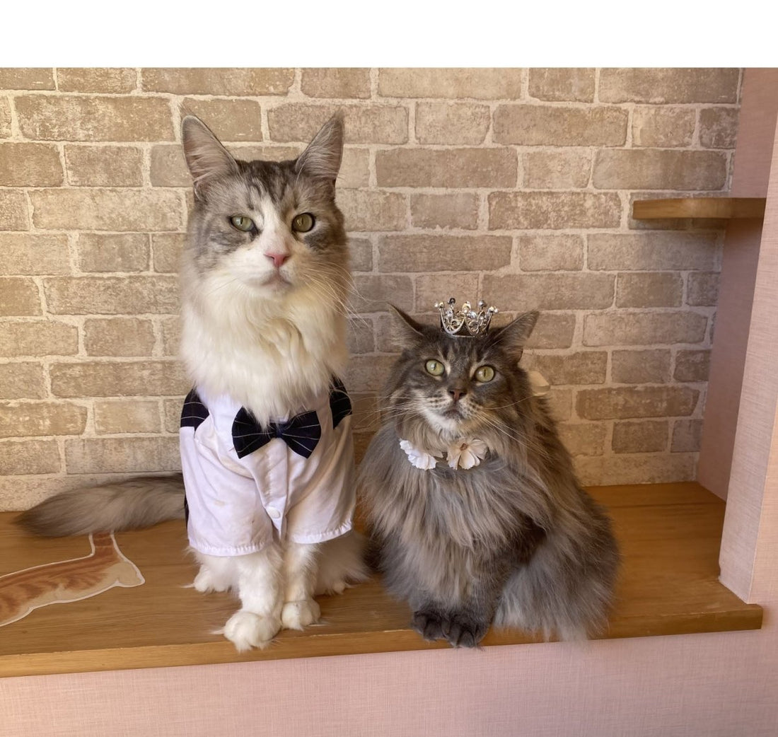 ペットと一緒に結婚式！夢が祝うペットウェディング💍（犬も猫もエキゾも！） - PINSTUDIO Pet & Photo