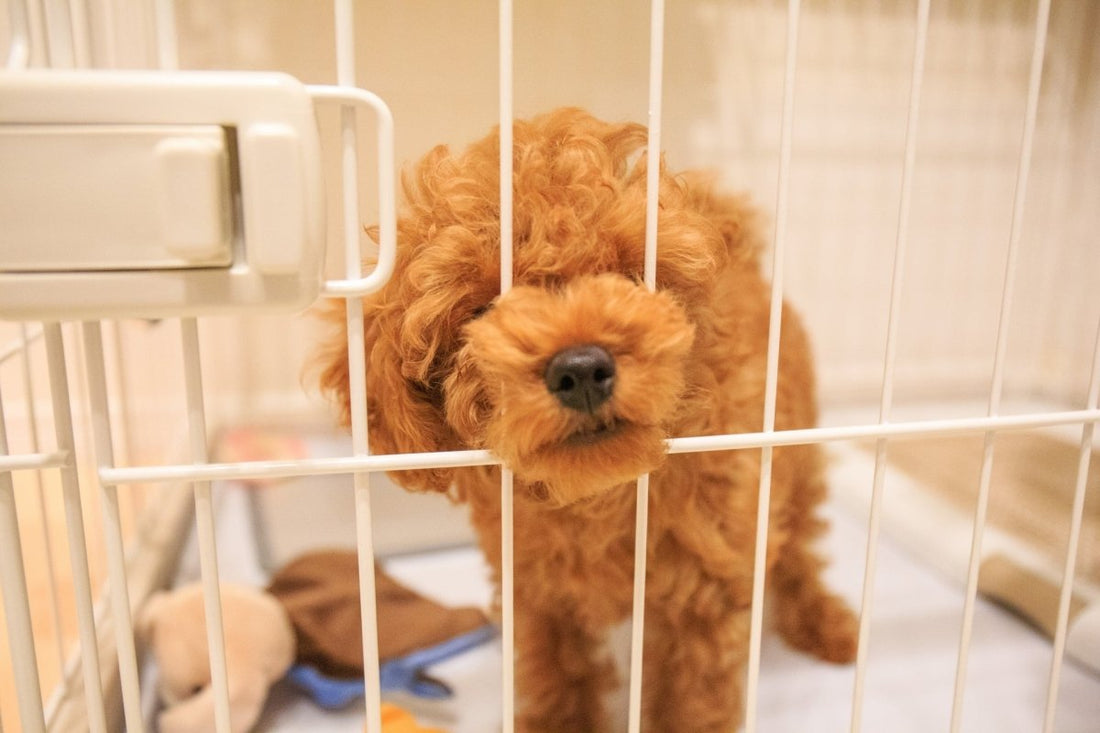 ”おうち”を準備しよう！Live with Dog ～お迎え編～ - PINSTUDIO Pet & Photo