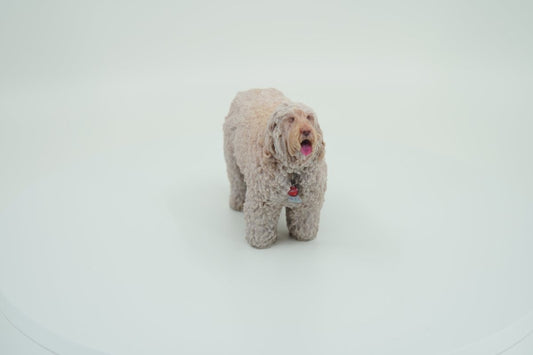 Poodle（プードル） - PINSTUDIO Pet & Photo