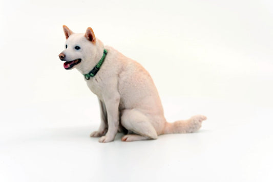 Shibaken（柴犬） - PINSTUDIO Pet & Photo