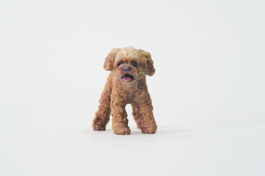 toy poodle - PINSTUDIO Pet & Photo