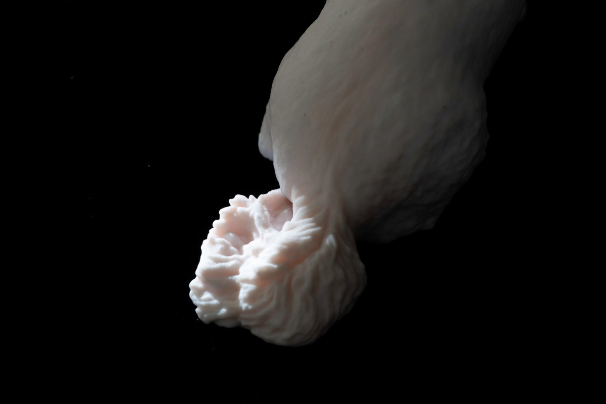 【期間限定】ムーチョ 3Dフィギュア（7cm）｜あの“長すぎる舌”も完全再現！Bombori限定アートパッケージ仕様 - PINSTUDIO Pet & Photo