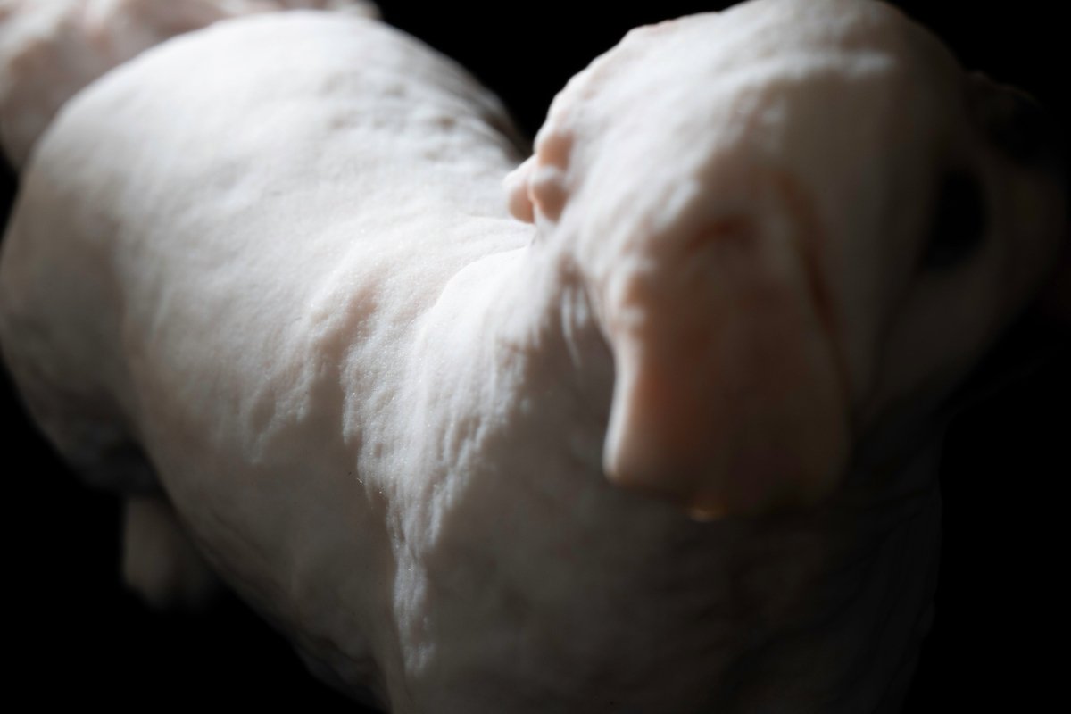 【期間限定】ムーチョ 3Dフィギュア（7cm）｜あの“長すぎる舌”も完全再現！Bombori限定アートパッケージ仕様 - PINSTUDIO Pet & Photo