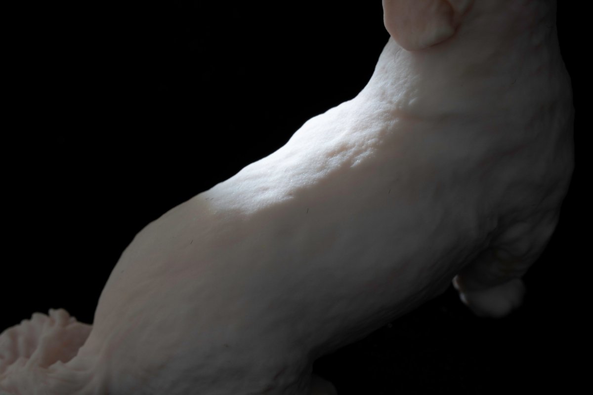 【期間限定】ムーチョ 3Dフィギュア（7cm）｜あの“長すぎる舌”も完全再現！Bombori限定アートパッケージ仕様 - PINSTUDIO Pet & Photo