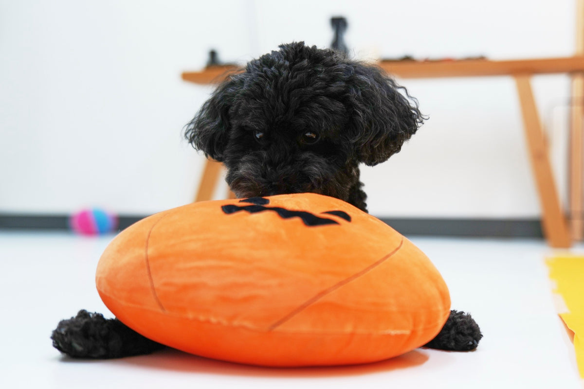 ハロウィン撮影会 受付・セットに慣れる時間（作例）