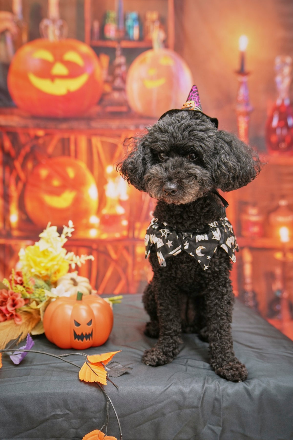 ハロウィン布背景セットの作例（初台スタジオ ハロウィン撮影会 10/18）