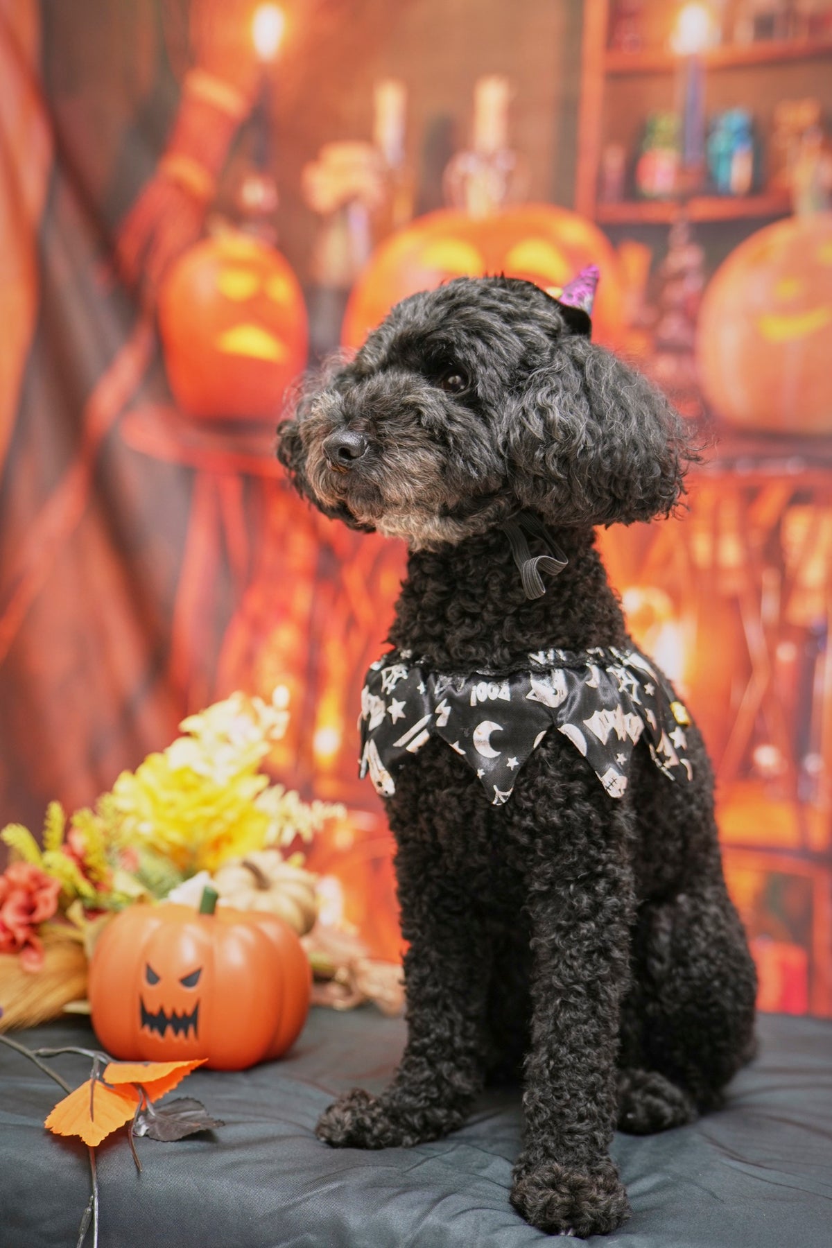ハロウィン布背景セットの作例（初台スタジオ ハロウィン撮影会 10/18）