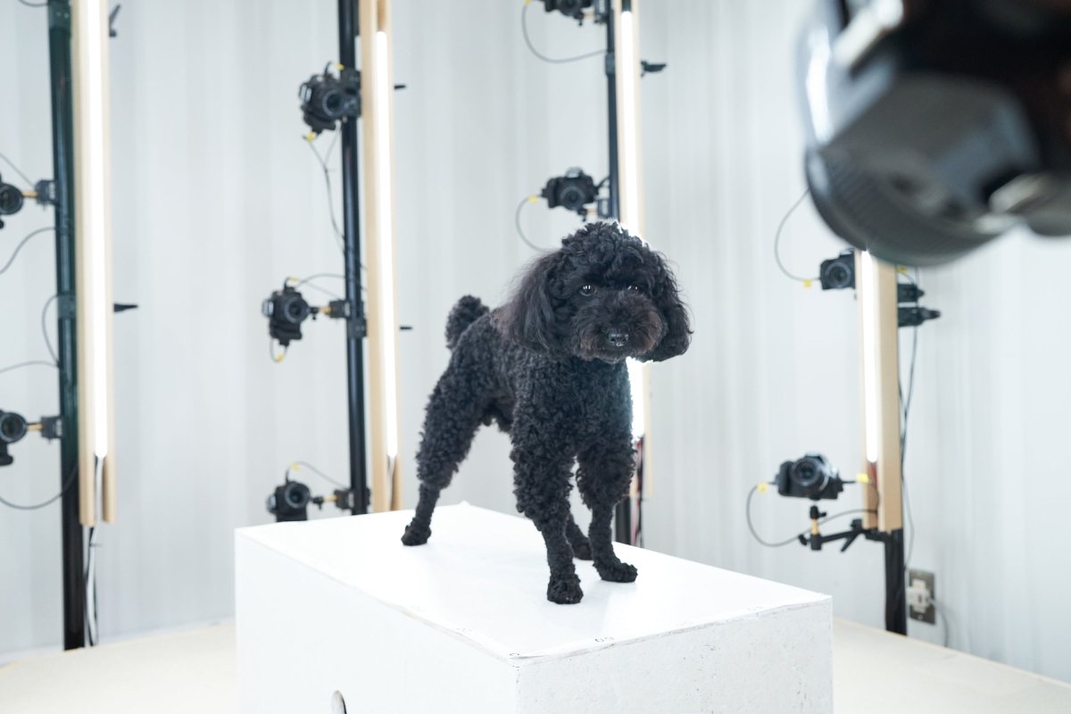 Pet & 3D ペットの3Dスキャン (東中野) - PINSTUDIO Pet & Photo