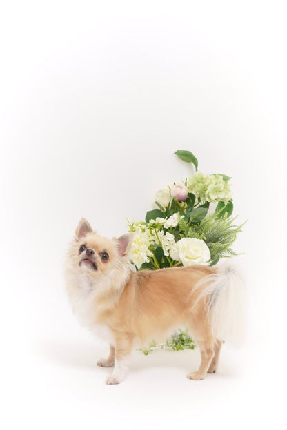 Pet & Photo ペットとセルフ写真 (初台スタジオ) - PINSTUDIO