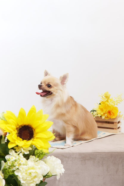 Pet & Photo ペットとセルフ写真 (初台スタジオ) - PINSTUDIO