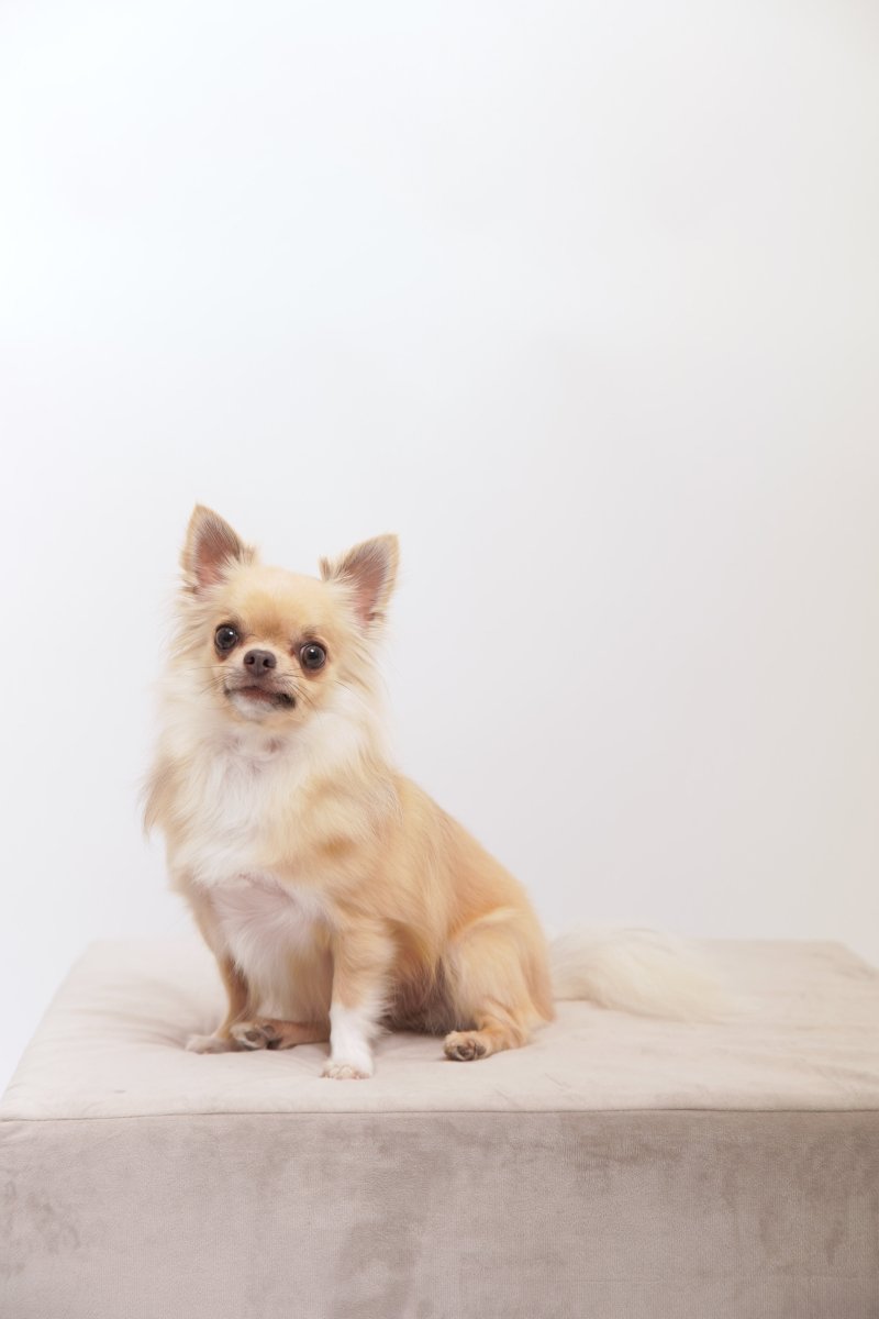 Pet & Photo ペットとセルフ写真 (初台スタジオ) - PINSTUDIO