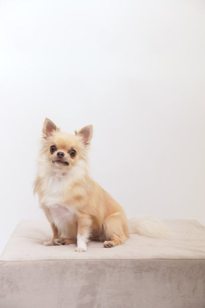 Pet & Photo ペットとセルフ写真 (初台スタジオ) - PINSTUDIO
